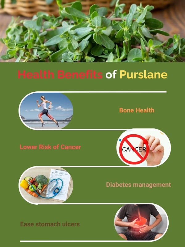 Health benefits of purslane
