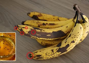 How To Get Rid Of Gnats In The House Effectively How To Get Rid Of Gnats In The House Effectively