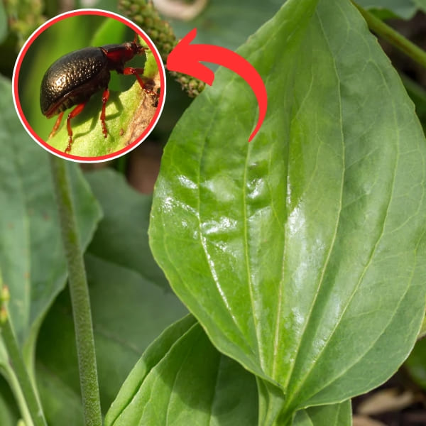 How to Care Broadleaf Plantain