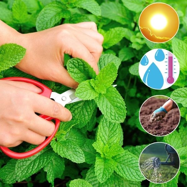 How to Care for Mint