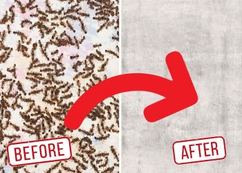 20 Natural Ways to Get Rid Of Ants Effectively In Your Home How to Get Rid of Ants Naturally
