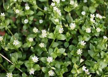 How to Grow Chickweed