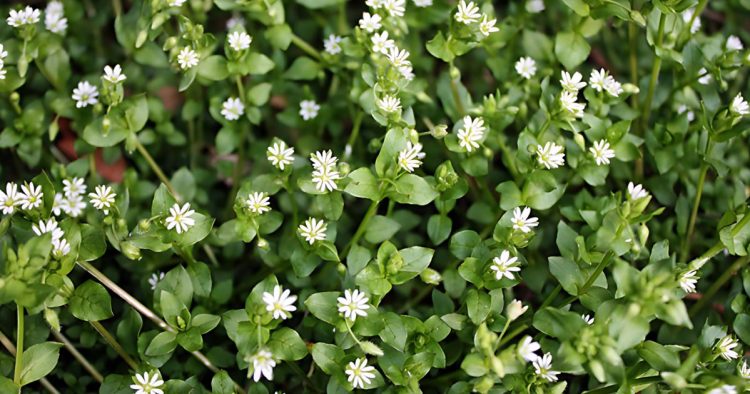 How to Grow Chickweed