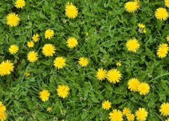 How to Grow Dandelion