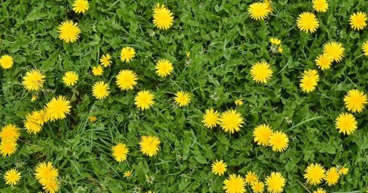 How to Grow Dandelion: A Superplant for Health