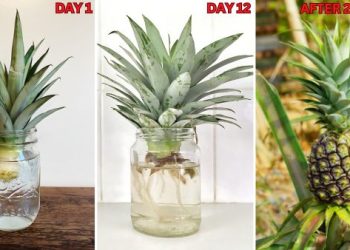 How to Grow Pineapples In Water (Easy Guide) How to Grow Pineapple In Water