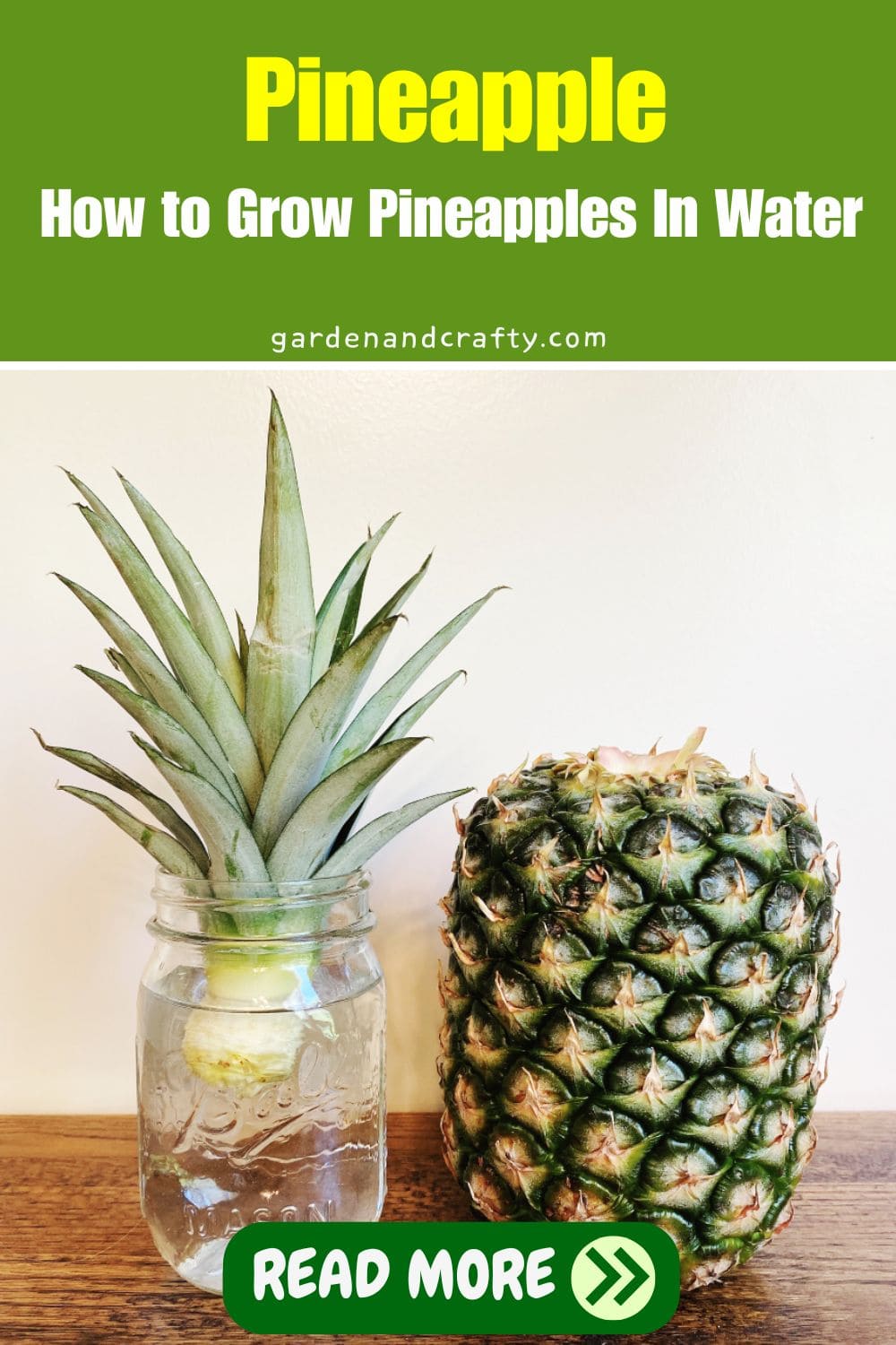 How to Grow Pineapples In Water