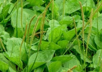 How to Grow Broadleaf Plantain