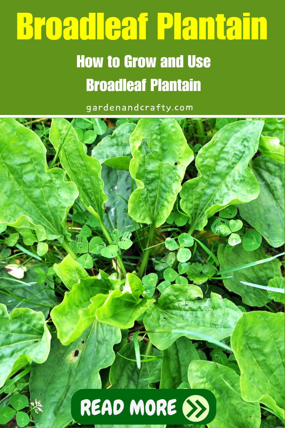 How to Grow and Use Broadleaf Plantain