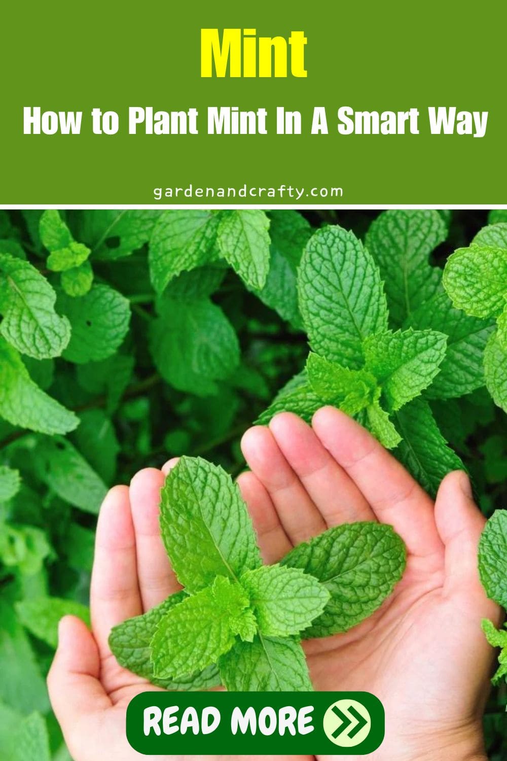How to Plant Mint In A Smart Way