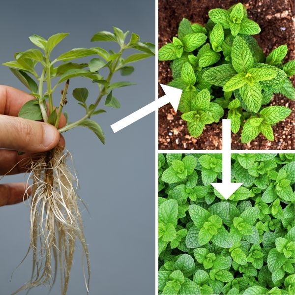 How to plant mint