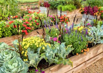 How to Start a Garden from Scratch