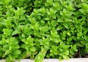 How to Plant Mint In A Smart Way How to plant mint