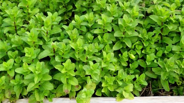 How to Plant Mint In A Smart Way