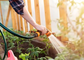 10 Tips for Keeping Your Garden Thriving Through the Summer Keeping Your Garden Thriving Through the Summer