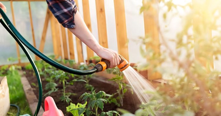 Keeping Your Garden Thriving Through the Summer