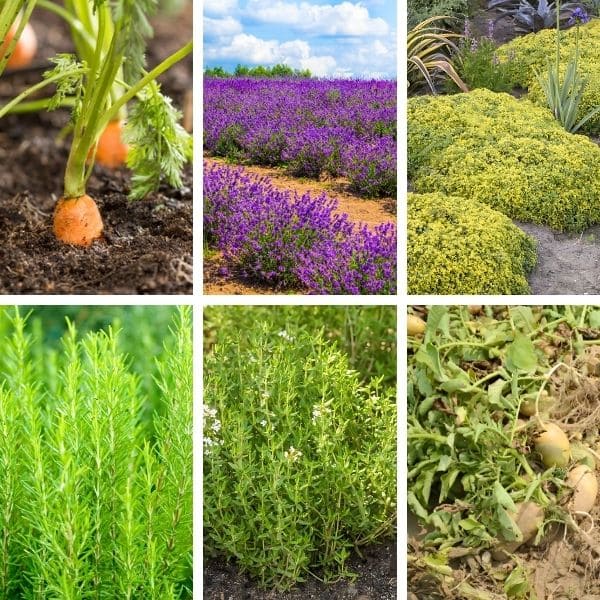 Plants That Thrive in Sandy Soil