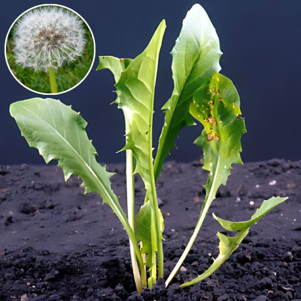Propagation: How to Sow Dandelion