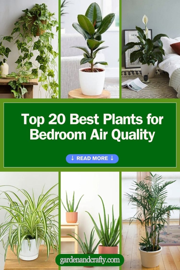 Top 20 Best Plants for Bedroom Air Quality