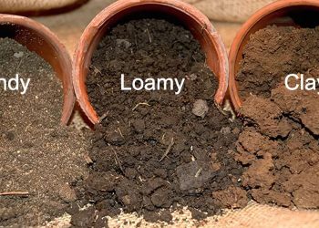 Understanding Different Soil Types