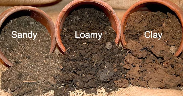Understanding Different Soil Types