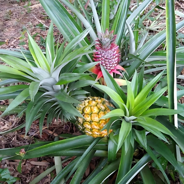 What is Pineapple?
