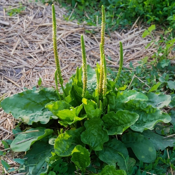 About Broadleaf Plantain