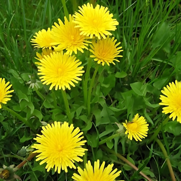 What is Dandelion?