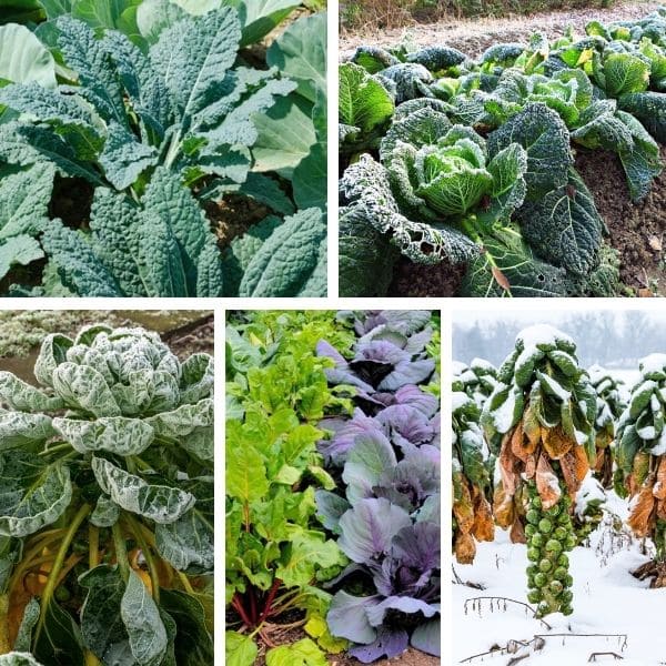 What to Plant In Winter