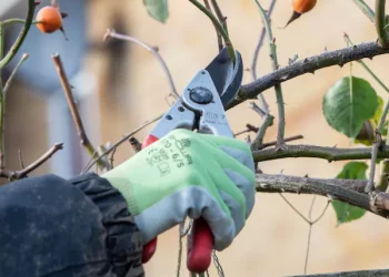 Winter Gardening Guide: Essential Tasks and Planting Tips Winter Gardening Guide: Essential Tasks and Planting Tips