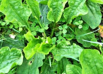 8 Remarkable Benefits of Broadleaf Plantain: Nature's Healing Power