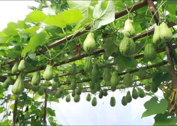 How to Grow and Care for Chayote In Your Garden How to Grow and Care for Chayote