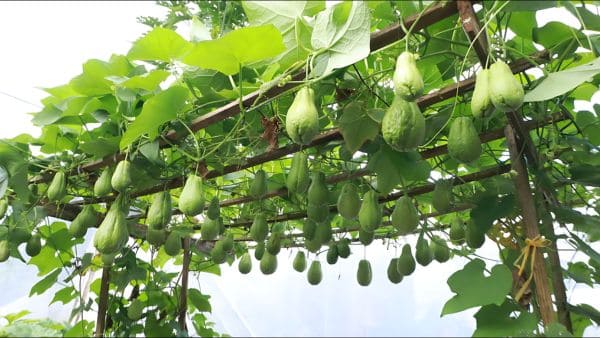 How to Grow and Care for Chayote In Your Garden