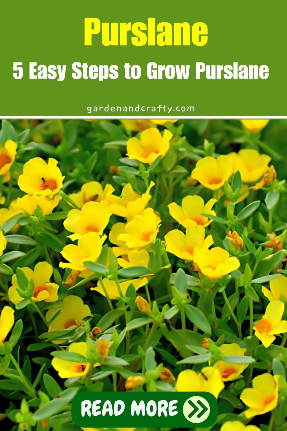 How to Grow Purslane