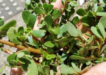 How to Grow Purslane: A Step-by-step Guide for Beginners