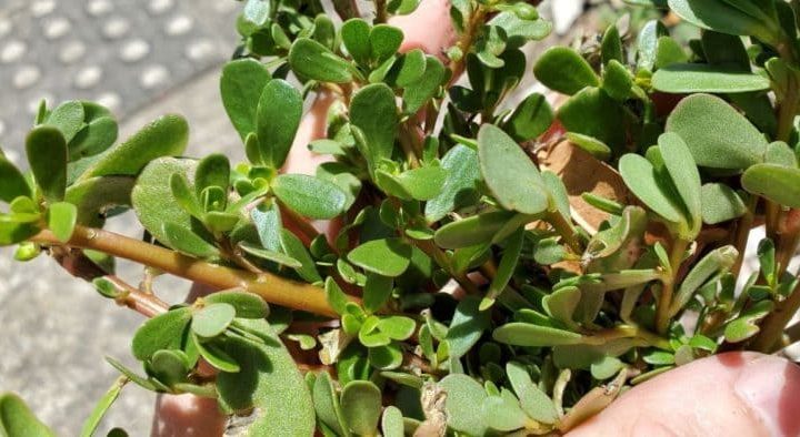 5 Easy Steps to Grow Purslane for Beginners