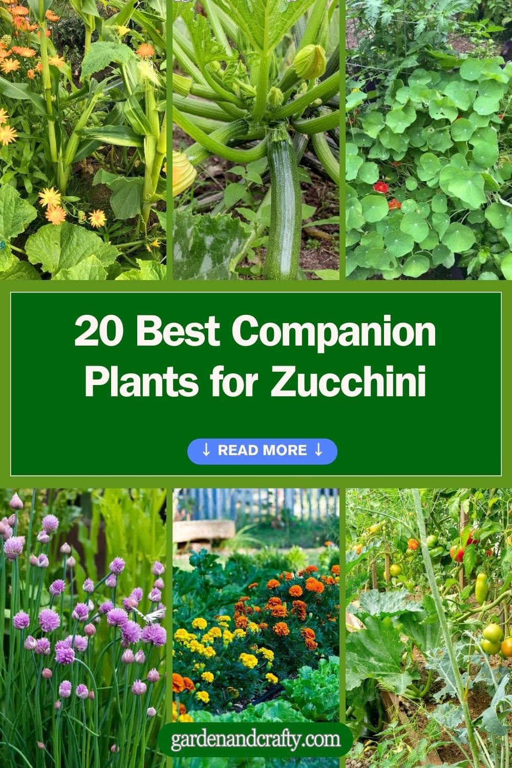 20 Best Companion Plants for Zucchini