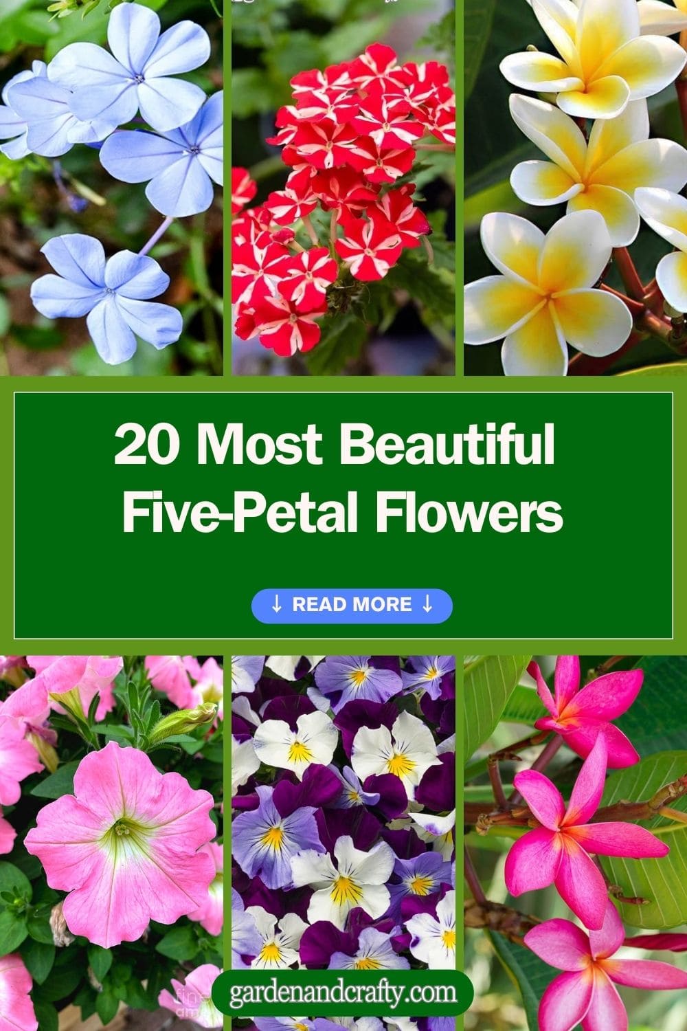 20 Most Beautiful Five-Petal Flowers