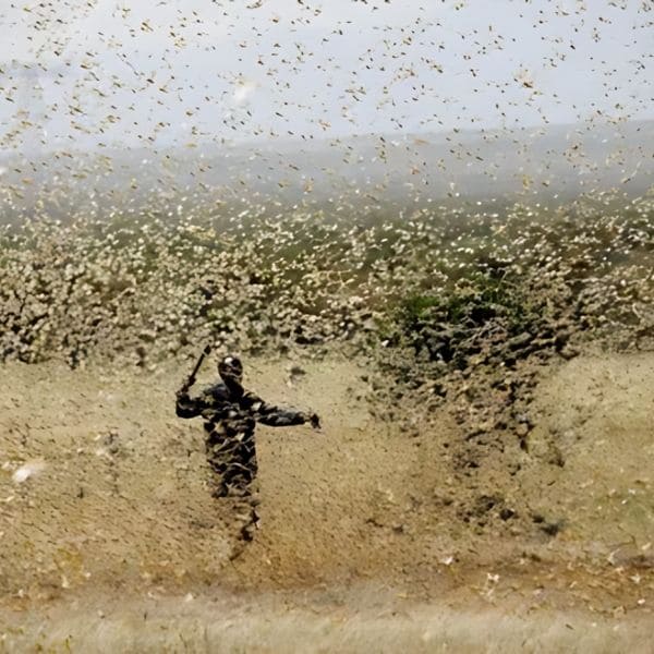 2004 West African locust plague