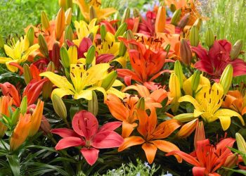25 Best Cut Flowers for Backyard Boutiques 25 Best Cut Flowers