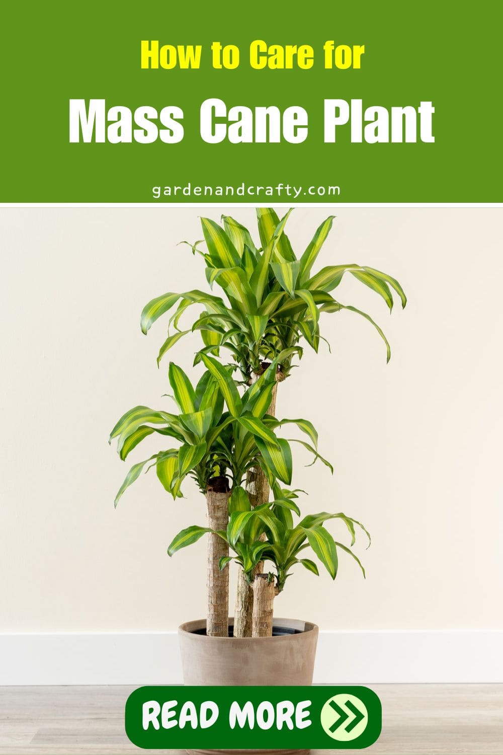 A Complete Guide to Caring for Mass Cane Plant