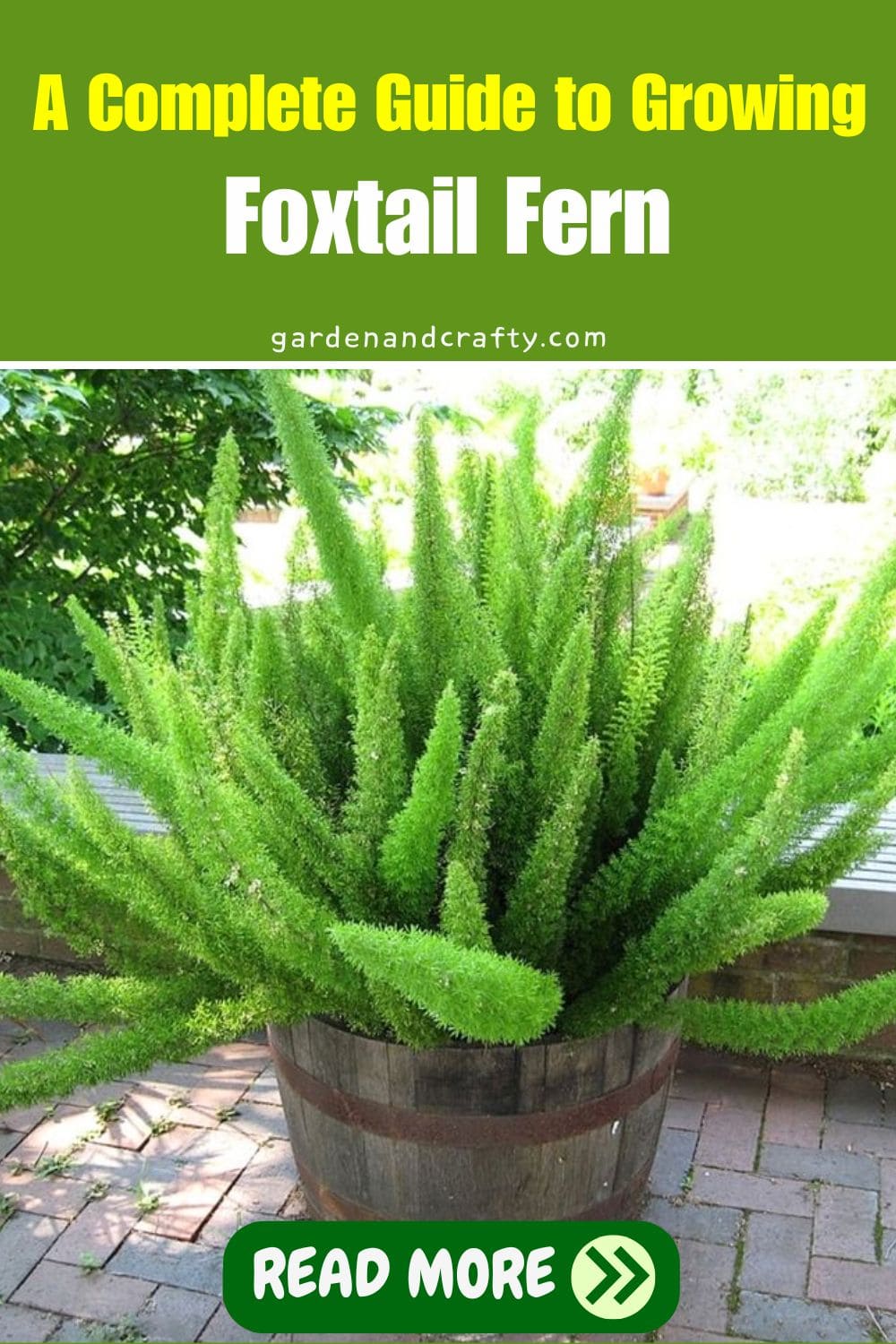 A Complete Guide to Growing Foxtail Fern