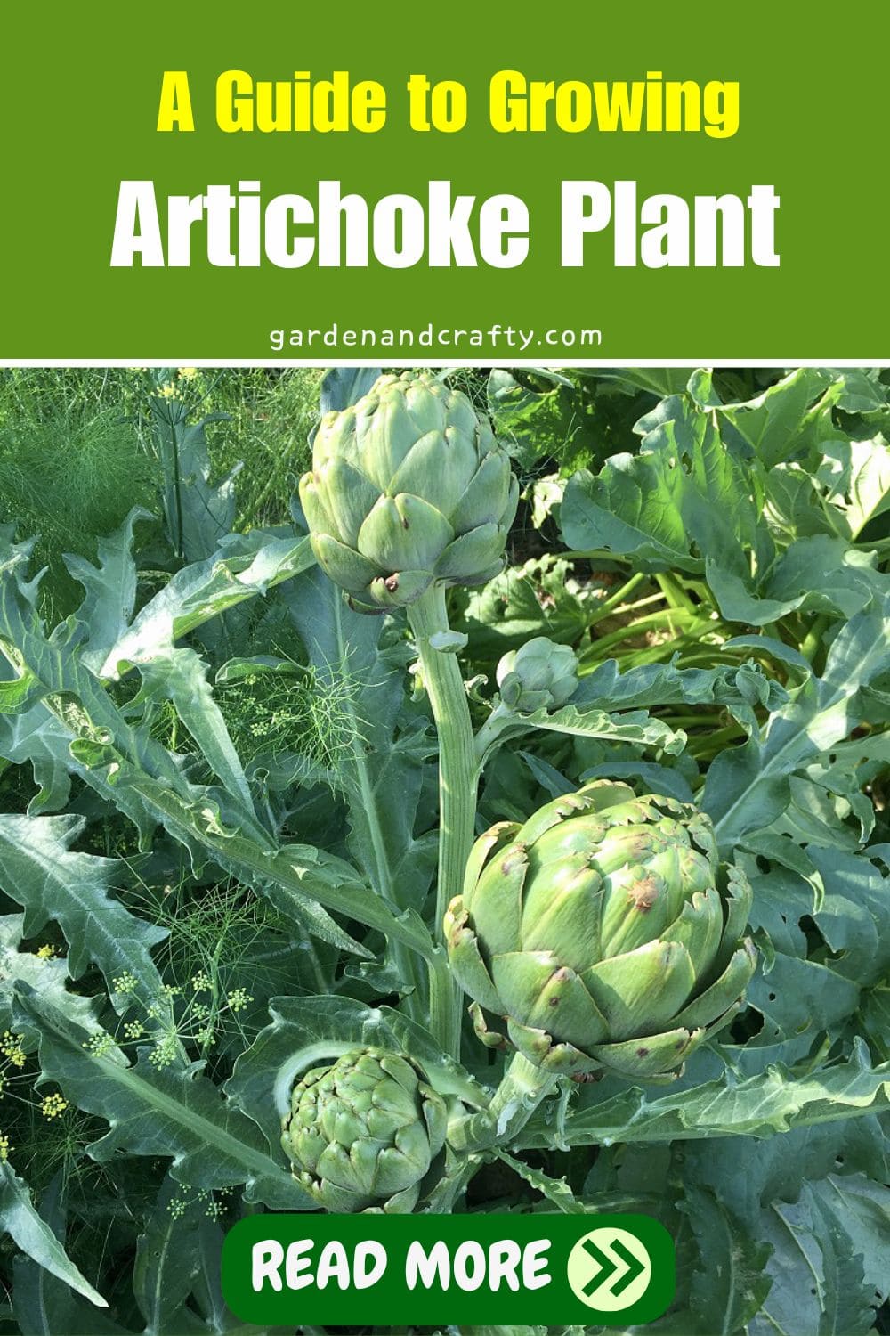 A Guide to Growing Artichoke Plant