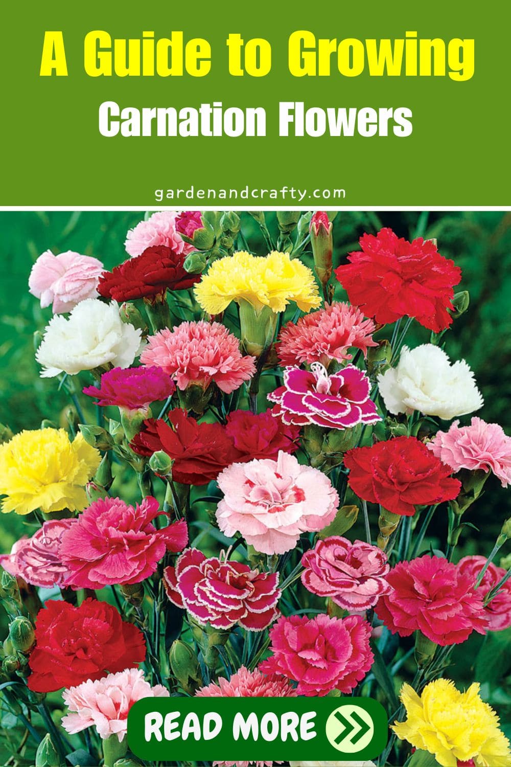 A Guide to Growing Carnation Flowers