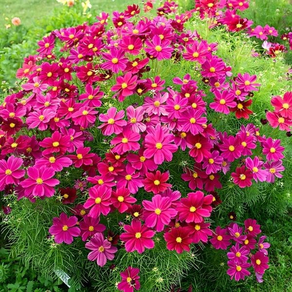 About Cosmos Flowers