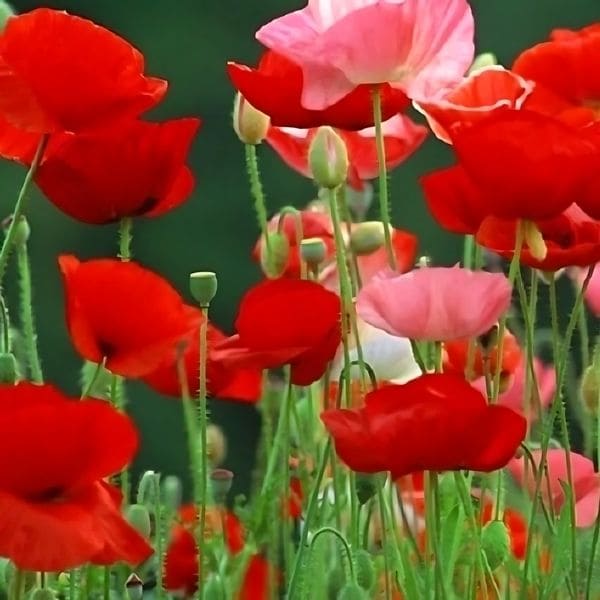 About Poppy Flowers