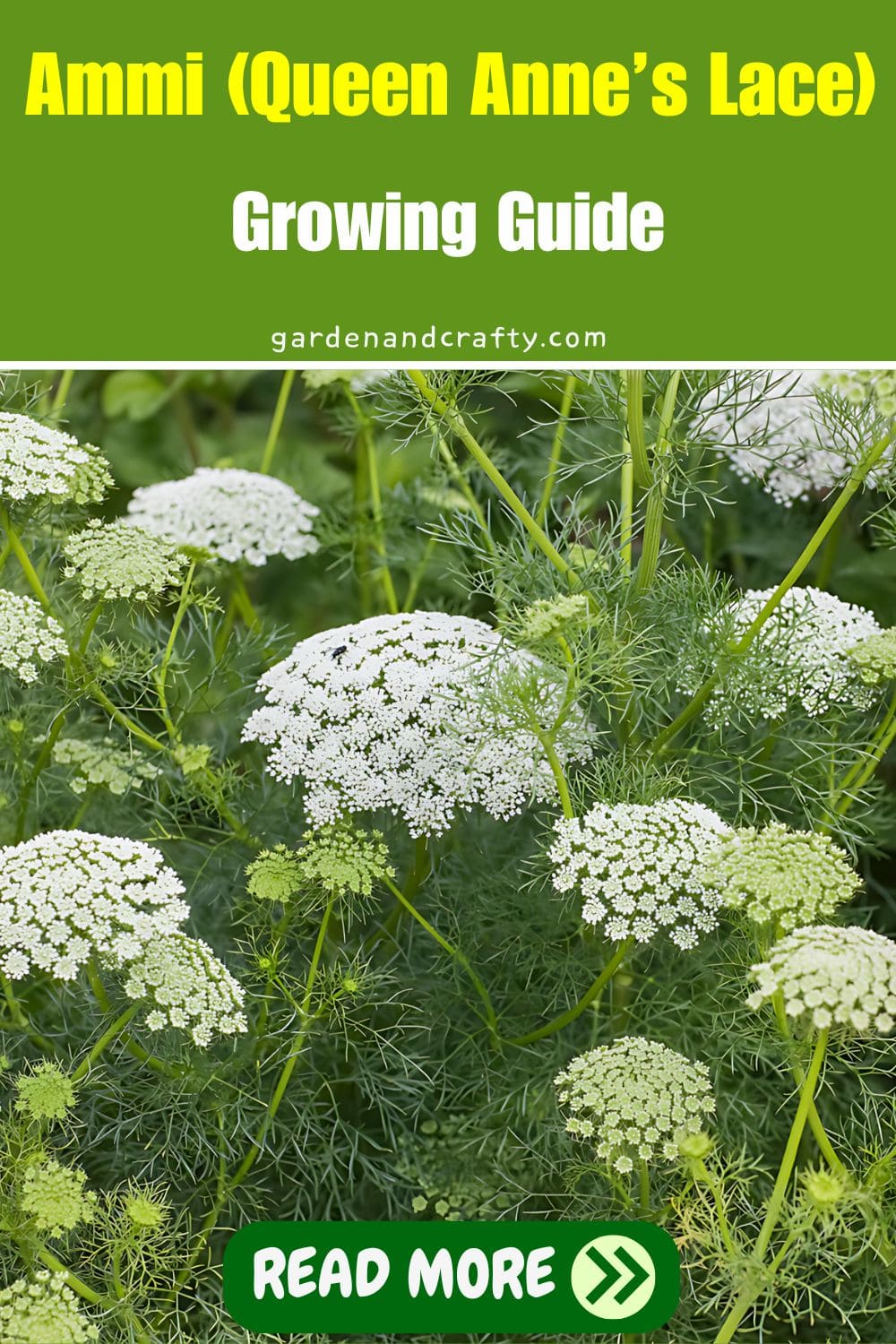 Ammi (Queen Anne’s Lace) Growing Guide