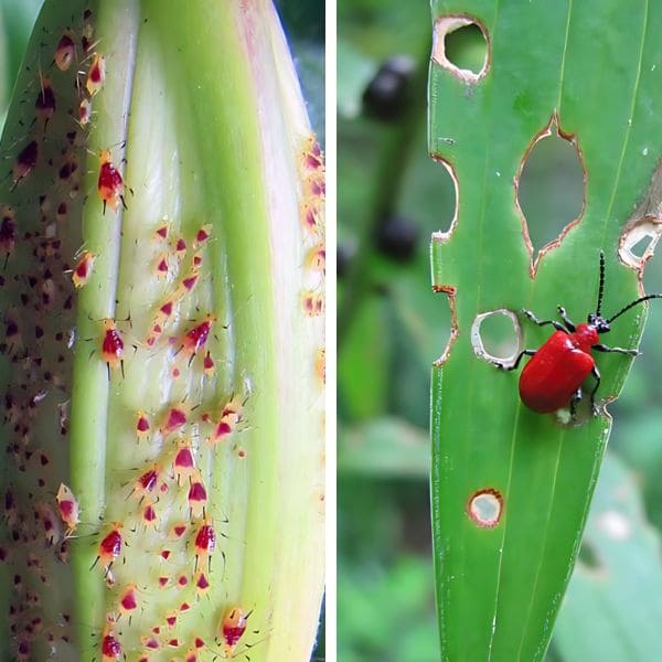 Aphids and Lily Beetles