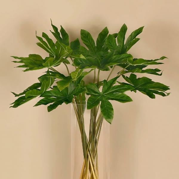 Aralia