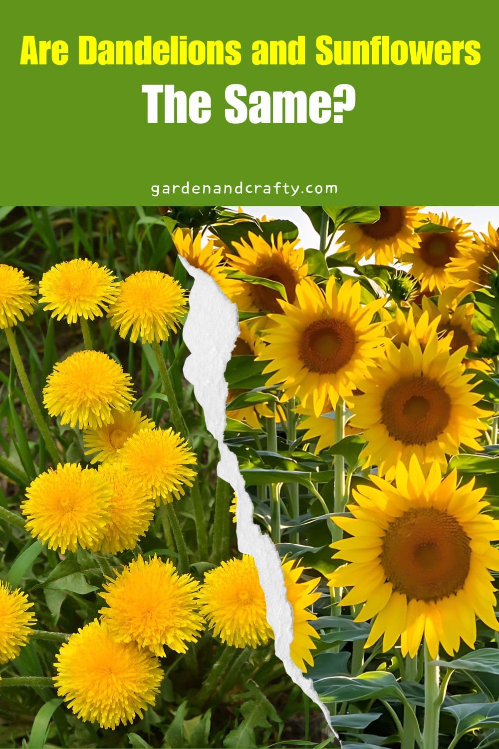 Are Dandelions and Sunflowers The Same?